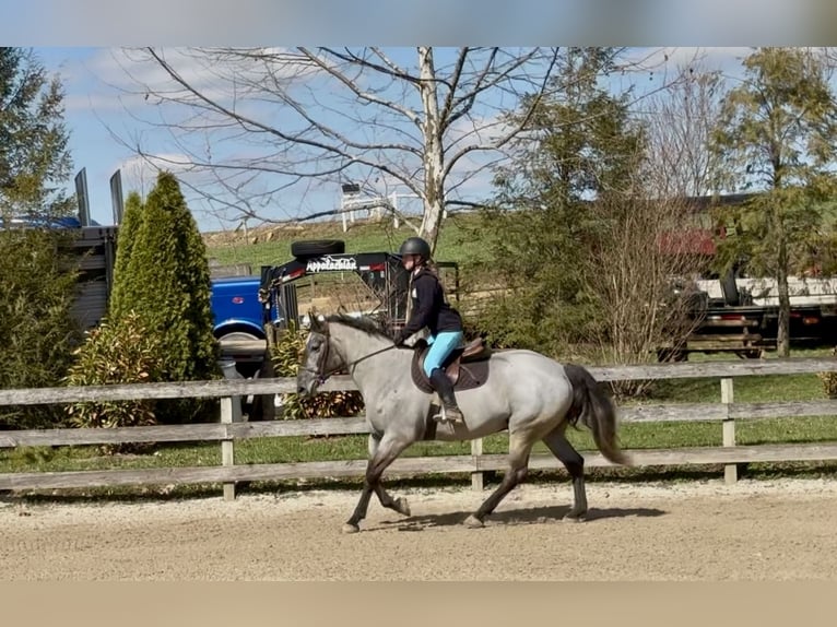 Perszeron Mix Klacz 4 lat 157 cm Siwa in Gap