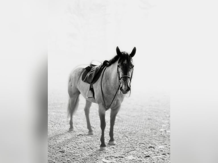 Perszeron Mix Klacz 4 lat 157 cm Siwa in Gap