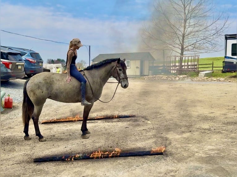 Perszeron Mix Klacz 4 lat 157 cm Siwa in Gap