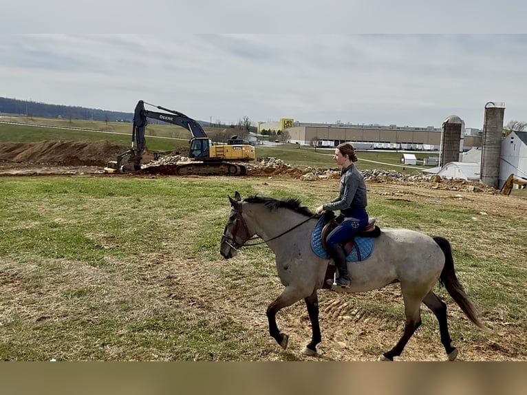 Perszeron Mix Klacz 4 lat 157 cm Siwa in Gap