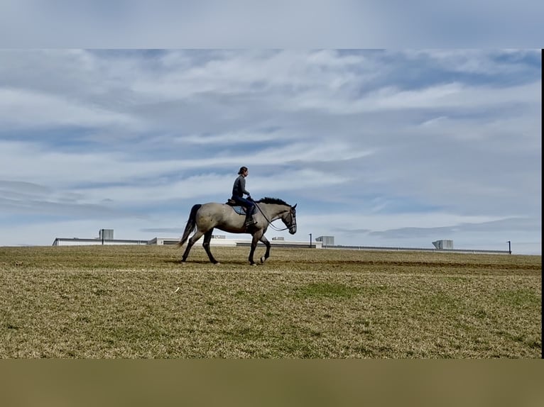 Perszeron Mix Klacz 4 lat 157 cm Siwa in Gap