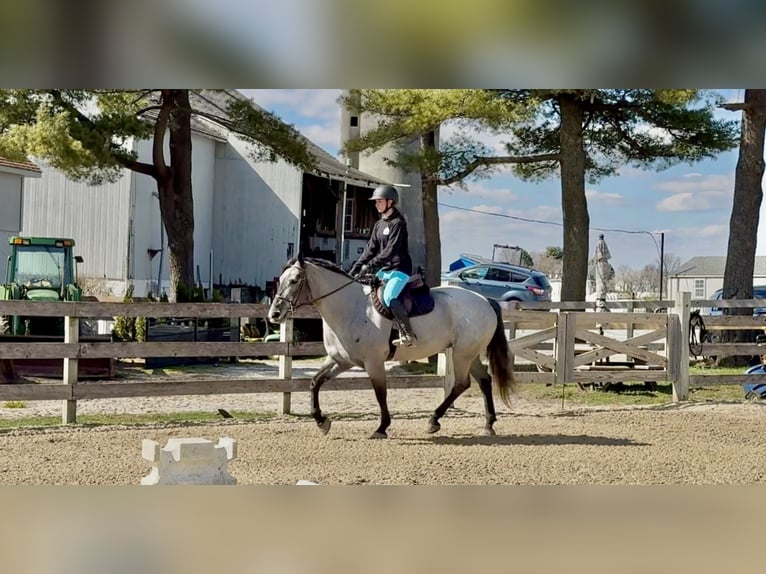 Perszeron Mix Klacz 4 lat 157 cm Siwa in Gap