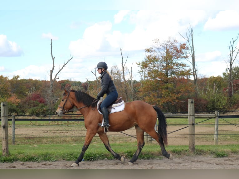 Perszeron Mix Klacz 4 lat 163 cm Gniada in Perkasie