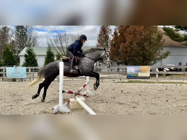 Perszeron Mix Klacz 4 lat 165 cm Siwa in Gap