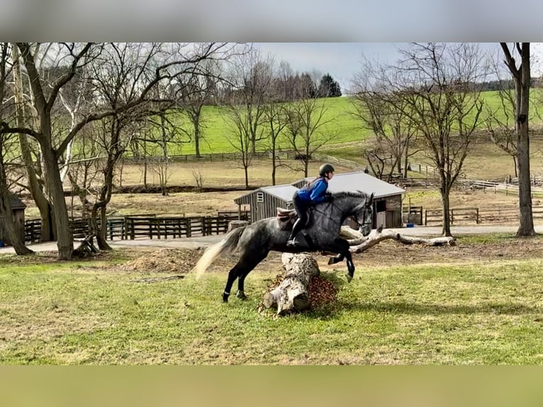 Perszeron Mix Klacz 4 lat 165 cm Siwa in Gap