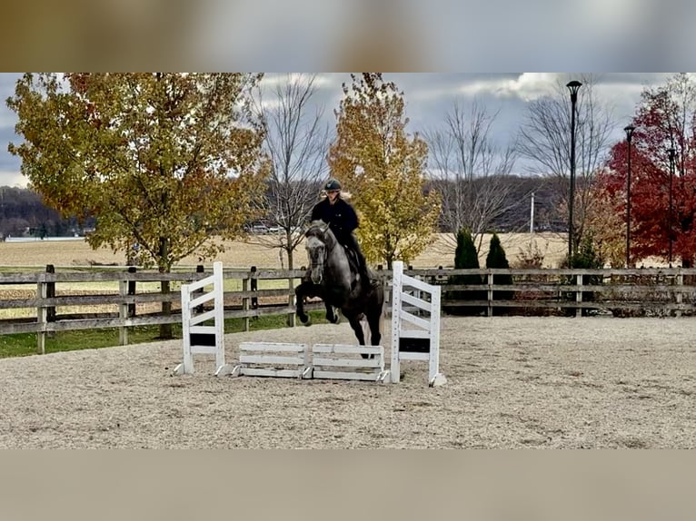 Perszeron Mix Klacz 5 lat 165 cm Siwa in Gap