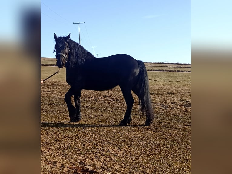 Perszeron Klacz 5 lat 172 cm Kara in Schönsee