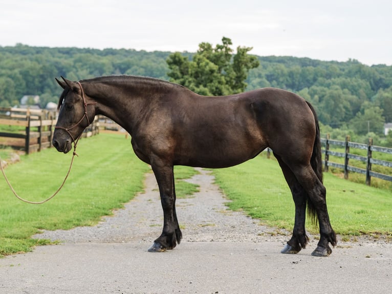 Perszeron Mix Klacz 5 lat Kara in Honey Brook