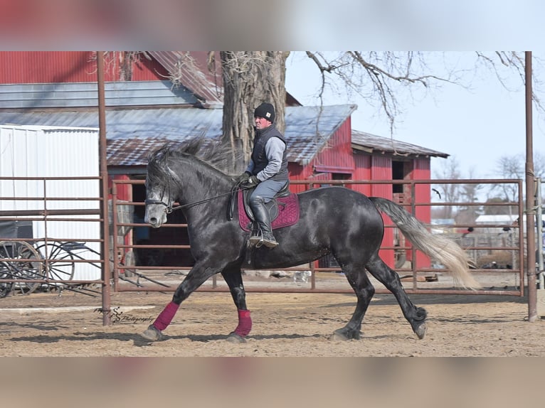 Perszeron Klacz 6 lat 170 cm Siwa in Fairbank IA