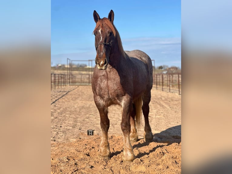 Perszeron Klacz 8 lat 168 cm Kasztanowatodereszowata in Jacksboro TX