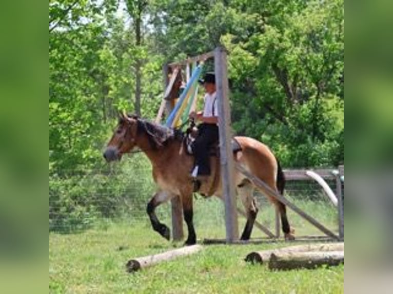 Perszeron Mix Wałach 10 lat 163 cm Gniada in Howell