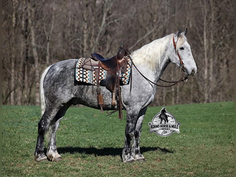 Perszeron Wałach 12 lat 157 cm Siwa jabłkowita in Mount Vernon,  KY