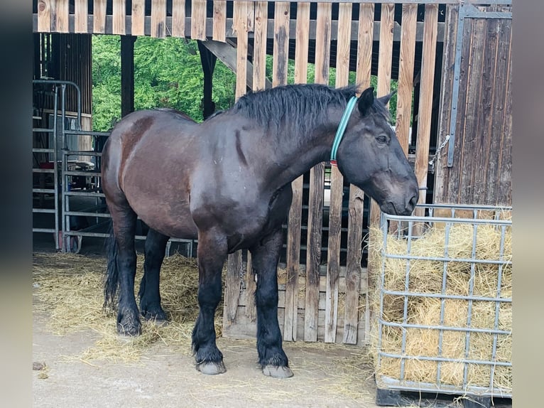 Perszeron Wałach 15 lat 183 cm Kara in Baden-Baden