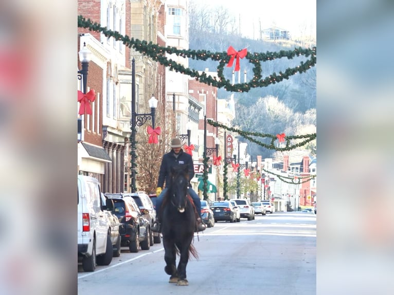 Perszeron Wałach 16 lat 188 cm Kara in Brooksville KY