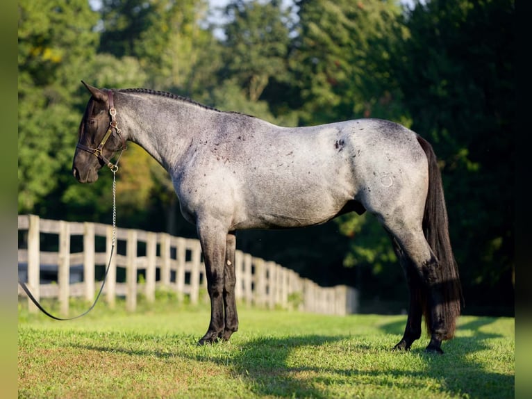 Perszeron Mix Wałach 3 lat 163 cm Karodereszowata in New Holland