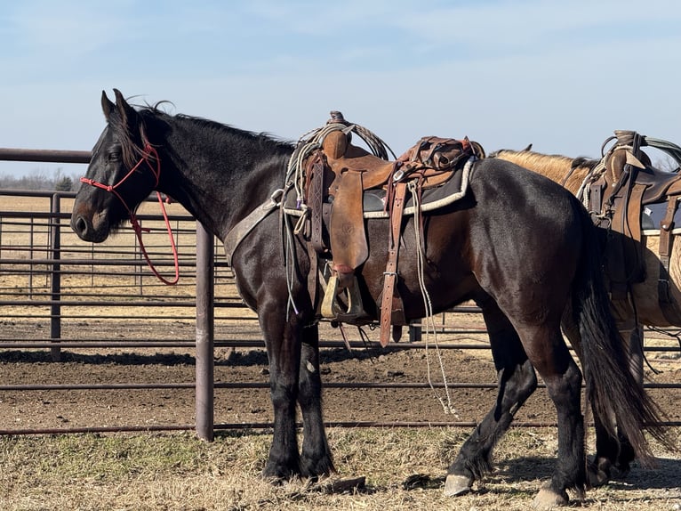 Perszeron Mix Wałach 4 lat 160 cm Ciemnogniada in Baxter Springs, KS