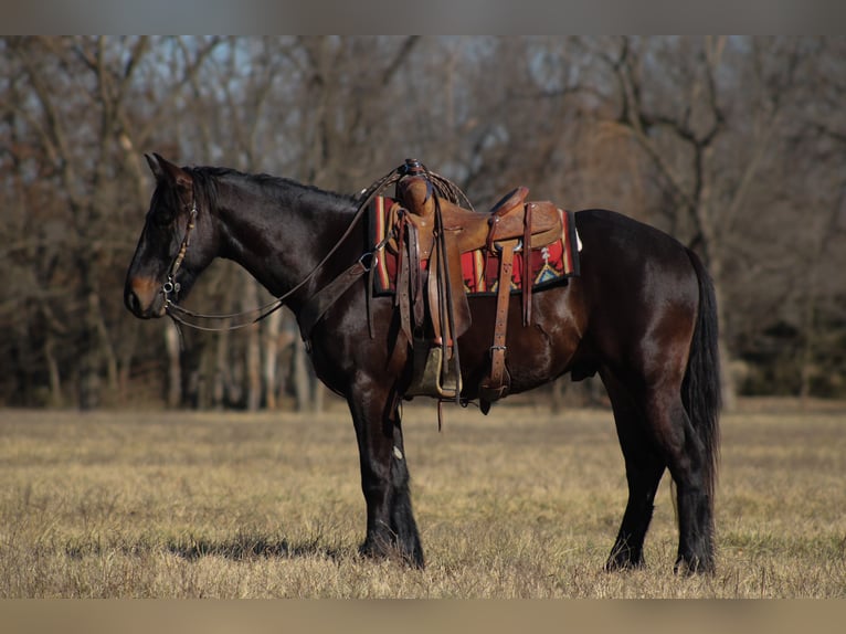Perszeron Mix Wałach 4 lat 160 cm Ciemnogniada in Baxter Springs, KS