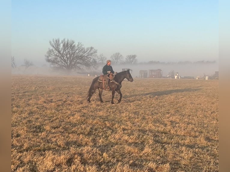 Perszeron Mix Wałach 4 lat 160 cm Ciemnogniada in Baxter Springs, KS
