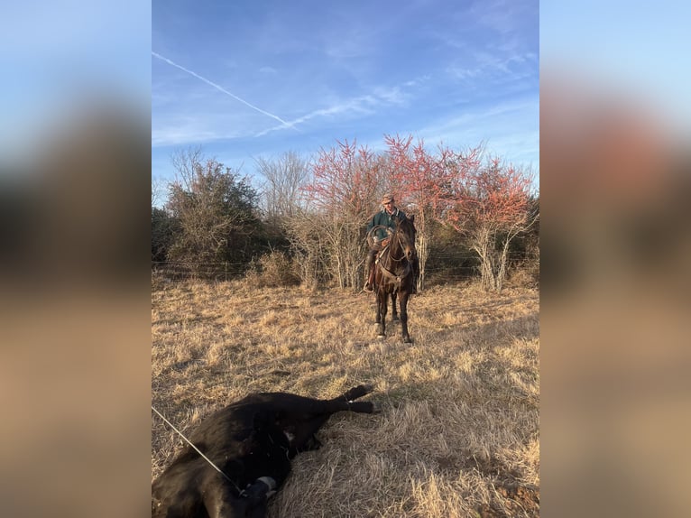 Perszeron Mix Wałach 4 lat 160 cm Ciemnogniada in Baxter Springs, KS