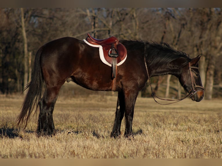 Perszeron Mix Wałach 4 lat 160 cm Ciemnogniada in Baxter Springs, KS