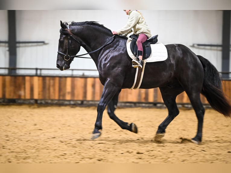 Perszeron Mix Wałach 4 lat 160 cm Kara in Canistota