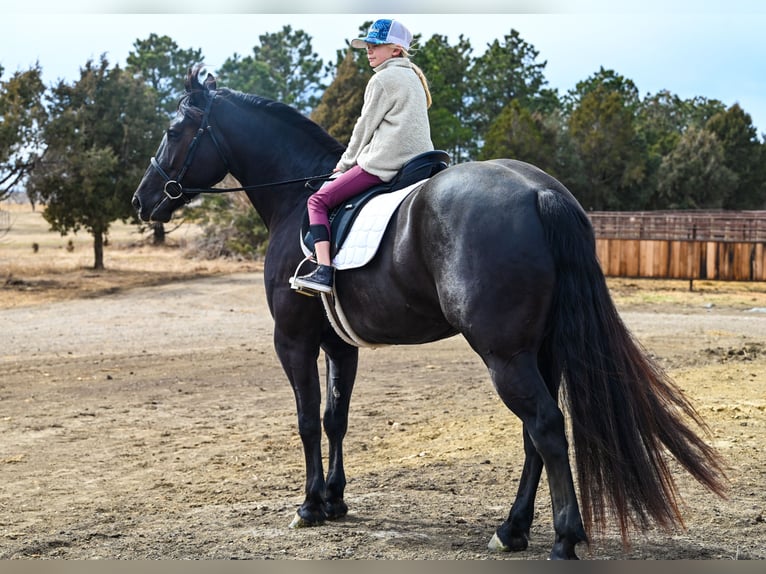 Perszeron Mix Wałach 4 lat 160 cm Kara in Canistota