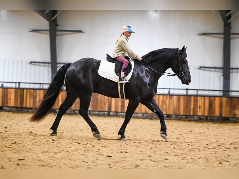 Perszeron Mix Wałach 4 lat 160 cm Kara in Canistota