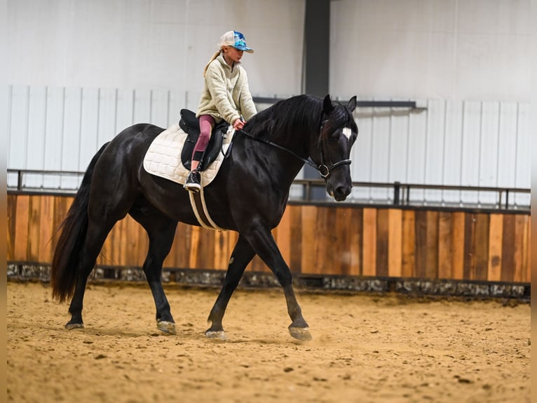Perszeron Mix Wałach 4 lat 160 cm Kara in Canistota