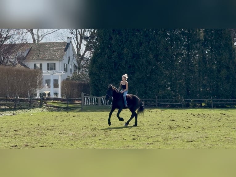 Perszeron Mix Wałach 4 lat 160 cm Kara in Gap