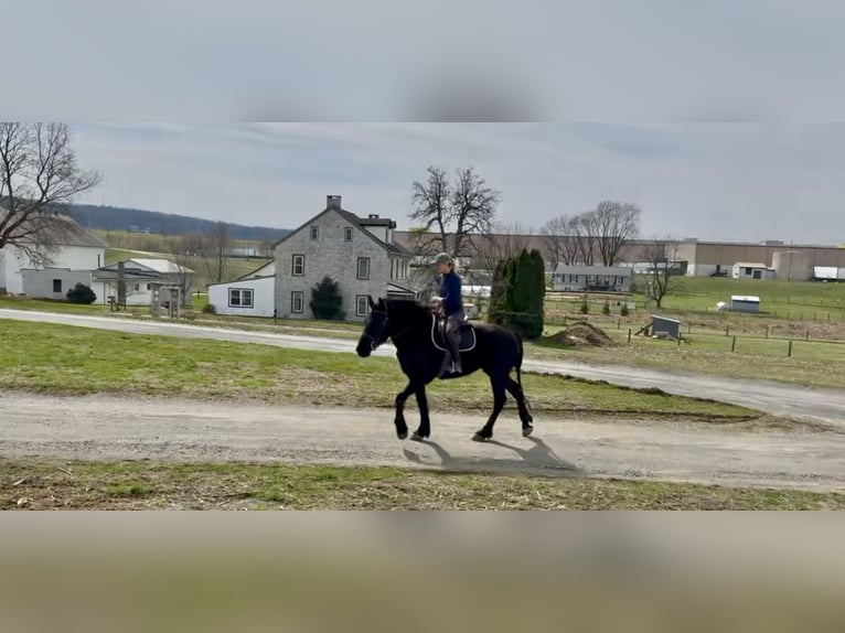 Perszeron Mix Wałach 4 lat 160 cm Kara in Gap