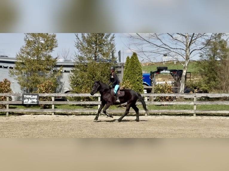 Perszeron Mix Wałach 4 lat 160 cm Kara in Gap