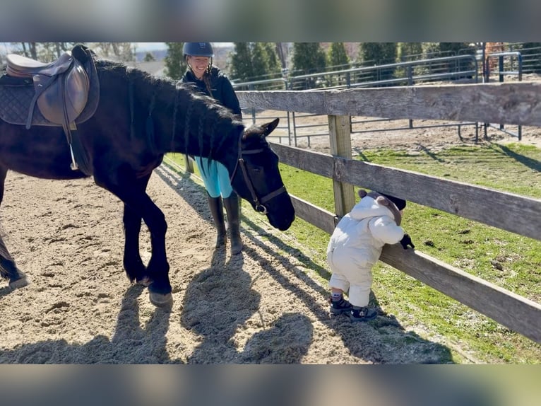 Perszeron Mix Wałach 4 lat 160 cm Kara in Gap