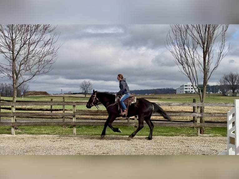 Perszeron Mix Wałach 4 lat 160 cm Kara in Gap