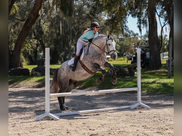 Perszeron Mix Wałach 4 lat 160 cm Siwa in Ocala Perszeron Mix Wałach 4 lat 160 cm Siwa in Ocala