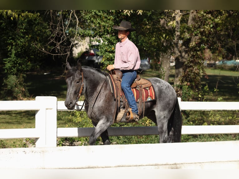 Perszeron Mix Wałach 4 lat 163 cm Karodereszowata in Baxter Springs