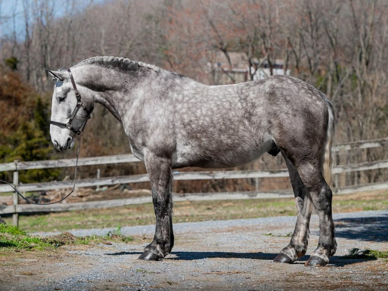 Perszeron Wałach 4 lat 163 cm Siwa in New Holland