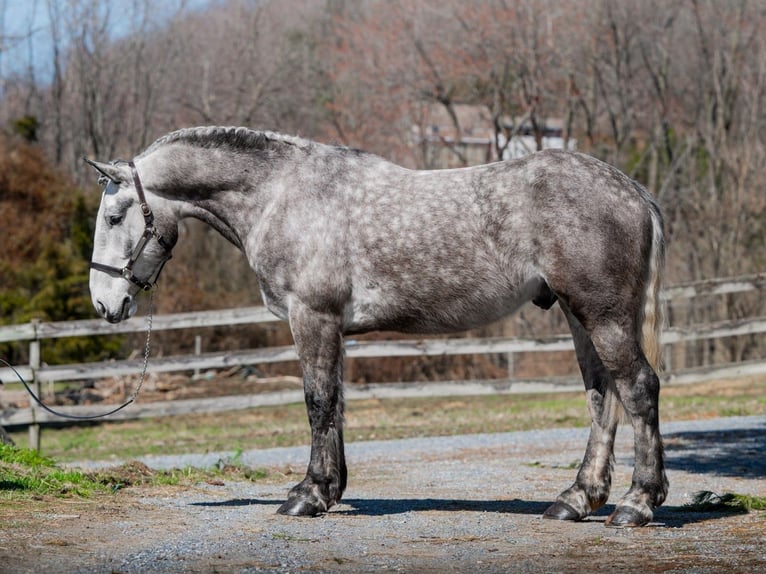 Perszeron Wałach 4 lat 163 cm Siwa in New Holland