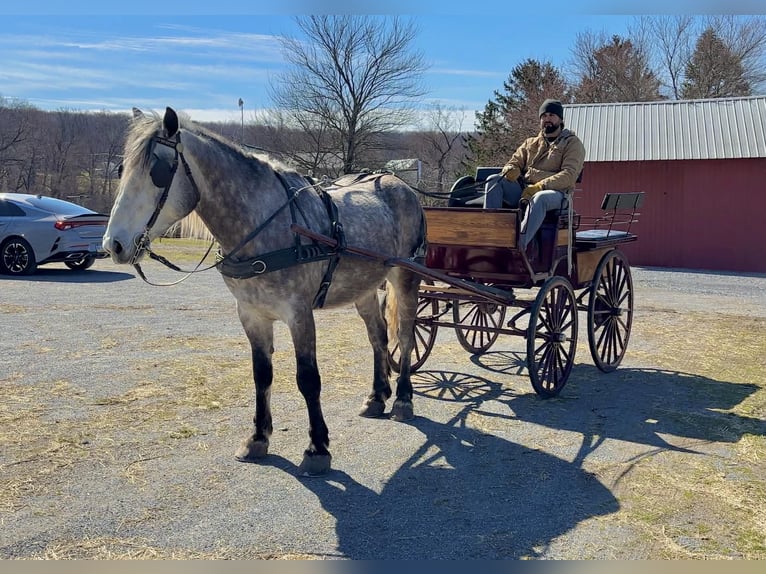 Perszeron Wałach 4 lat 163 cm Siwa in New Holland