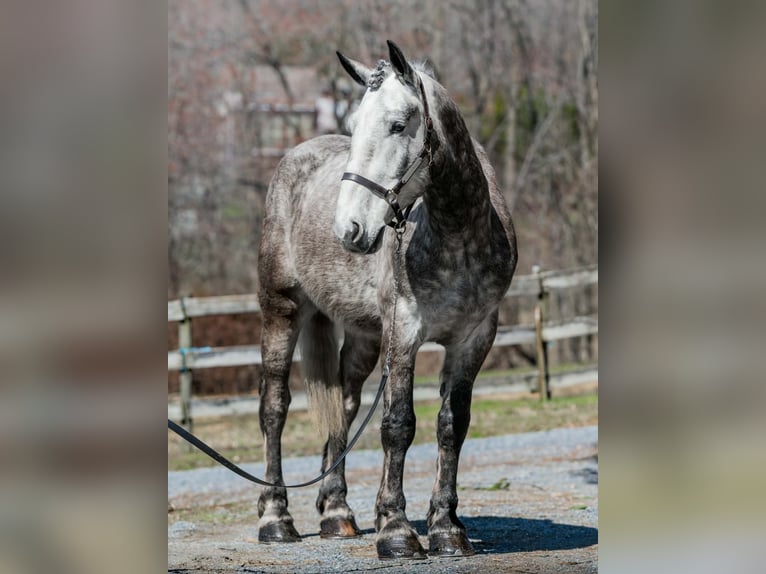 Perszeron Wałach 4 lat 163 cm Siwa in New Holland