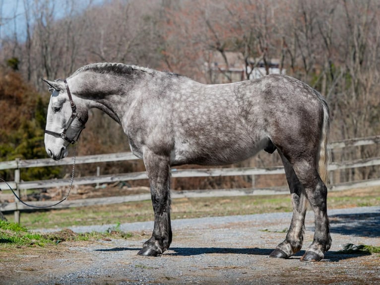 Perszeron Wałach 4 lat 163 cm Siwa in New Holland