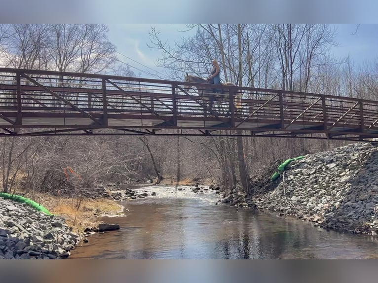 Perszeron Wałach 4 lat 163 cm Siwa in New Holland