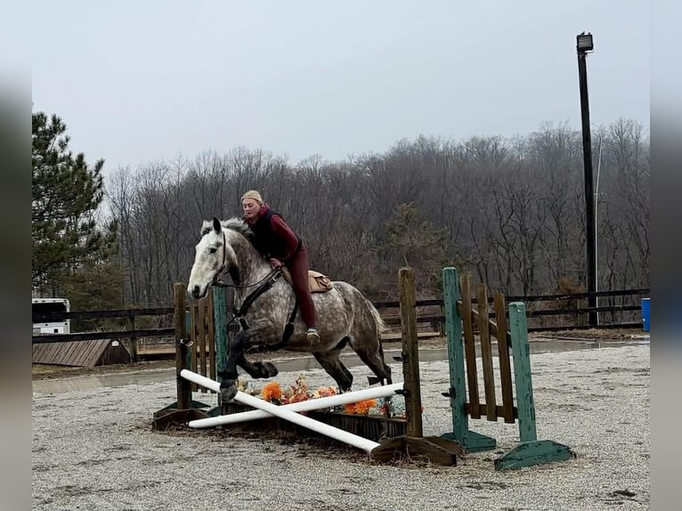 Perszeron Wałach 4 lat 163 cm Siwa in New Holland