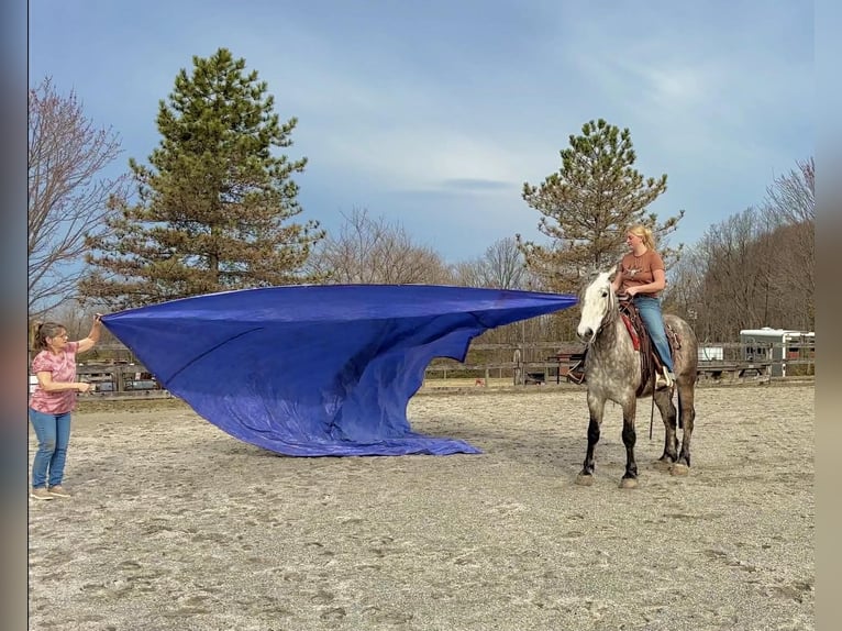 Perszeron Wałach 4 lat 163 cm Siwa in New Holland