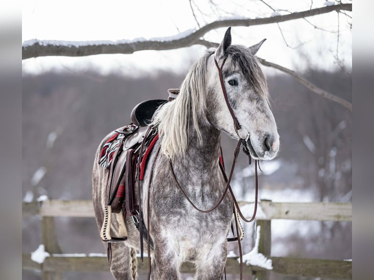 Perszeron Wałach 4 lat 163 cm Siwa in New Holland