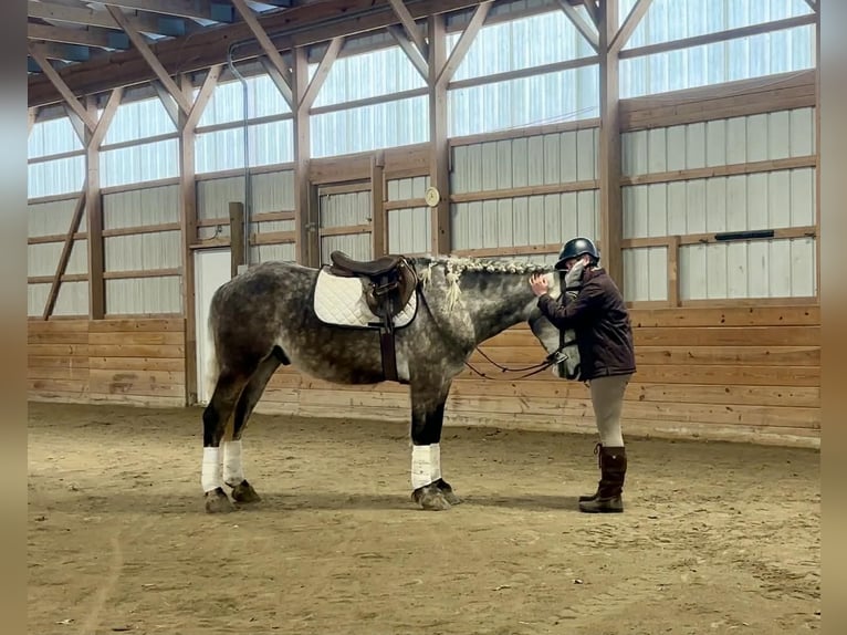 Perszeron Wałach 4 lat 163 cm Siwa in New Holland