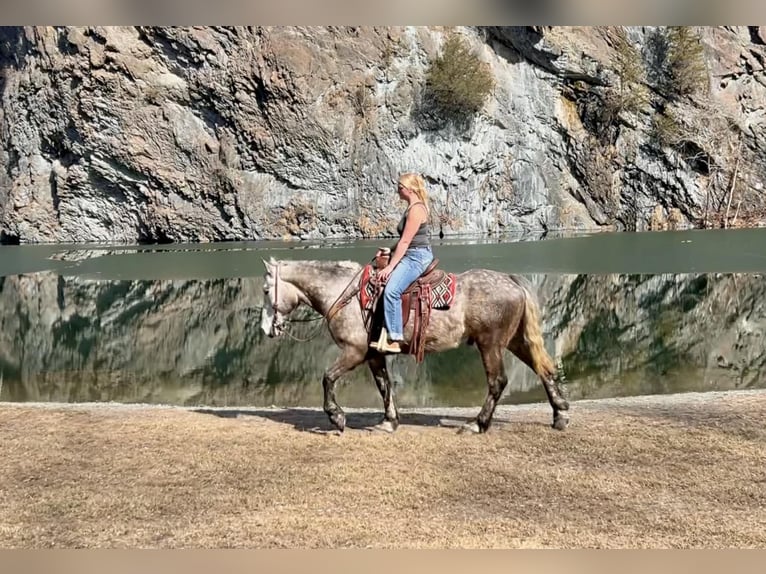 Perszeron Wałach 4 lat 163 cm Siwa in New Holland