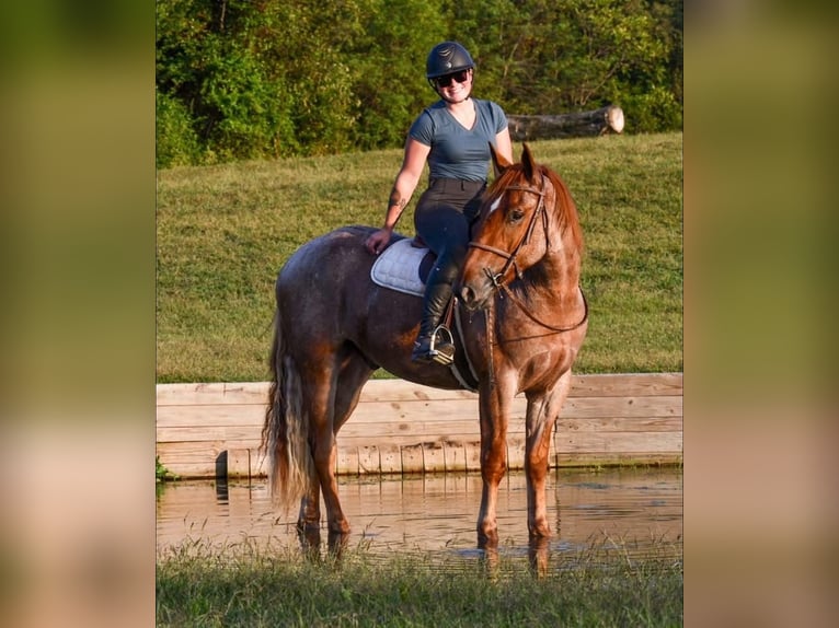 Perszeron Mix Wałach 4 lat 165 cm Kasztanowatodereszowata in Littlestown