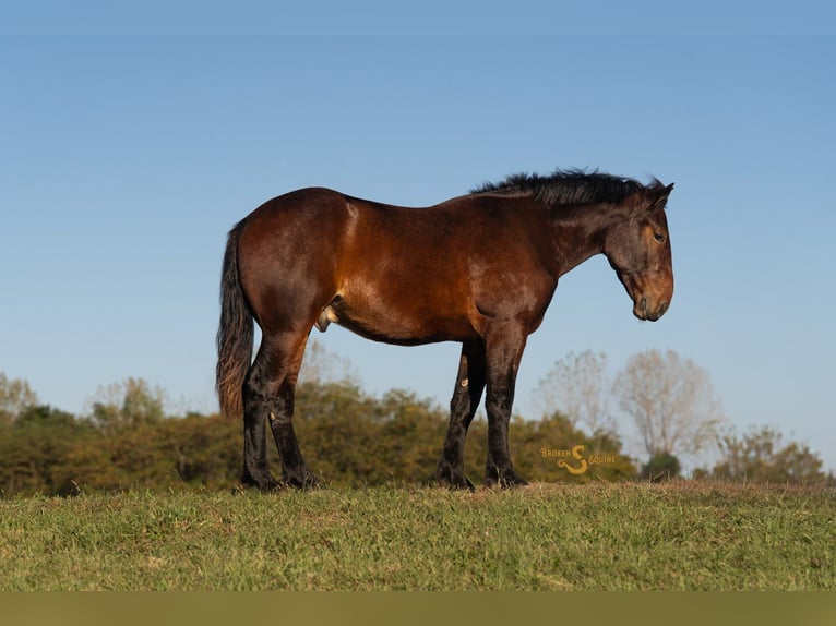 Perszeron Mix Wałach 4 lat 170 cm Gniada in Bogard