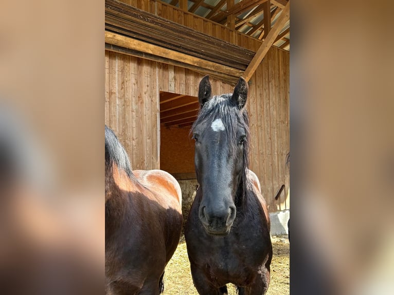 Perszeron Wałach 4 lat 174 cm Kara in Waldstetten