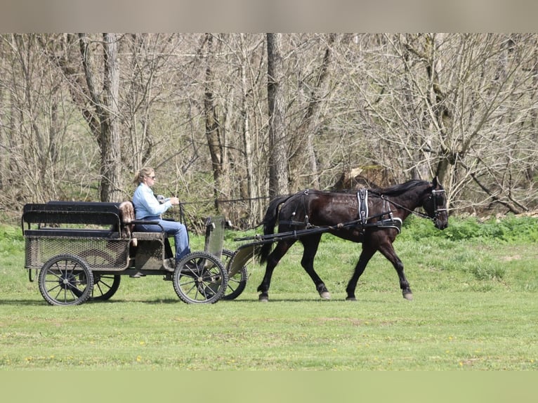 Perszeron Mix Wałach 5 lat 157 cm Kara in Mayslick